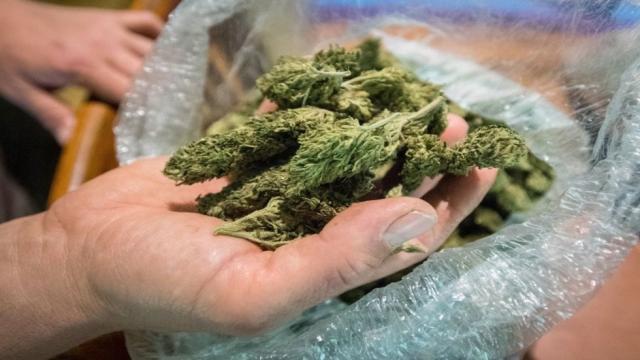 marijuana_1